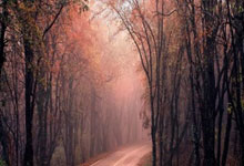 同曦输北京，直接坑惨两队，一队难保前四，杨鸣最为头疼.